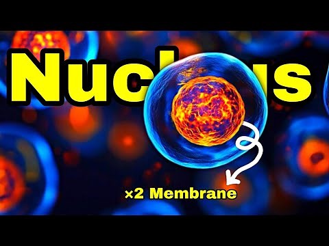 Cell Nucleus Structure And Functions | What Is Nucleus In Biology?