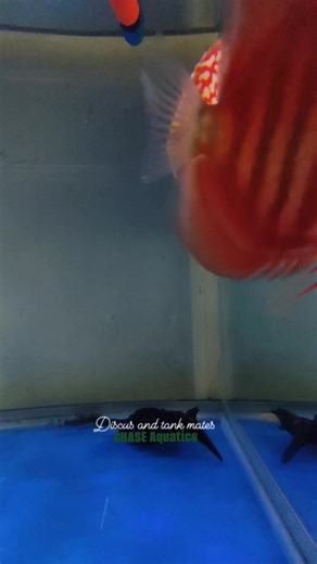 Discus and tank mates 😉 | CHASE Aquatics