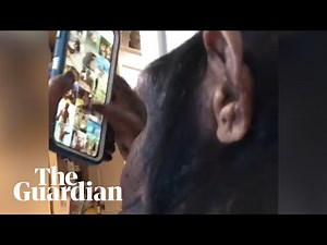 Sugriva the chimpanzee swipes through photos on Instagram