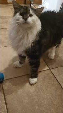 Howling banshee last night. Cheetah was frisky.