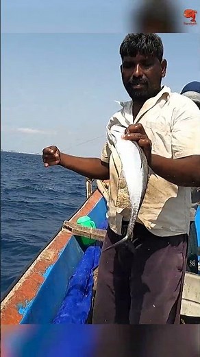 Catching Queen Fish & Horse Mackerel in the Deep Sea #fishing #fishingvideos #fishingtime