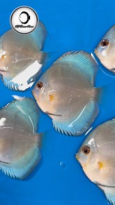 5.8K views · 195 reactions | Packing & Shipment KL DISCUS FARMM #discusfish #discus #aquarium #Aqua #limaperu | Jackson Keong | Facebook