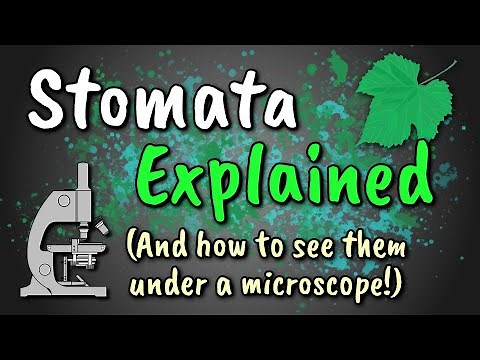 Stomata Explained // How to View Stomata (Stomatal Peel)