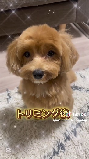 可愛いマルプーのトリミングと子犬特集