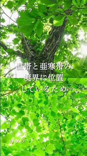 実は北海道の森は世界でも珍しい⁈