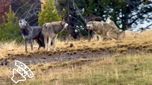 1.8K reactions · 101 shares | Yesterday, our safaris had the incredible privilege to watch and hear wolves howling together in Yellowstone National Park!  The Wapiti Lake pack have been feasting on a carcass, providing the thrilling opportunity for visitors to see these wild wolves in their natural habitat. You never know what is around the corner in our national parks! : Naturalist guide Jeramey Hutchison @explorewildplaces | Jackson Hole Wildlife Safaris | Facebook