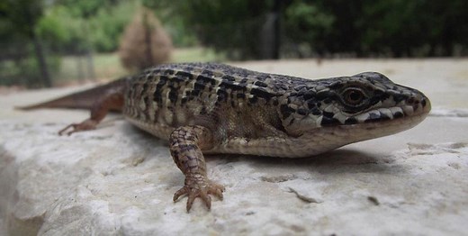 Northern Alligator Lizard Care Sheet | Reptiles' Cove