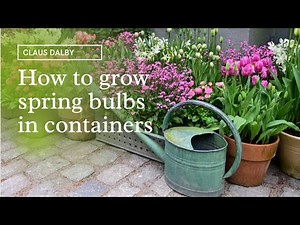 How to grow spring bulbs in containers