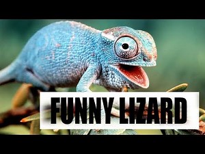 Funny and Cute Lizard/ Reptile | Try Not To Laugh Video 2018