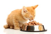 Introduction to the Digestive System of Cats