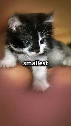 Meet Tinker Toy: World's Smallest Cat! #cat