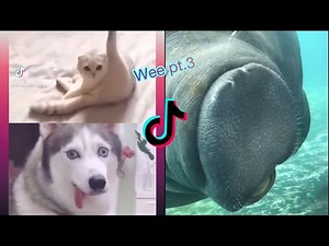 Wee Meme TikTok Compilation pt.3 2021 (Try not to laugh) | me voy a matar wii