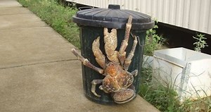 The Coconut Crab Kills Birds And Breaks Bones — And May Have Eaten Amelia Earhart