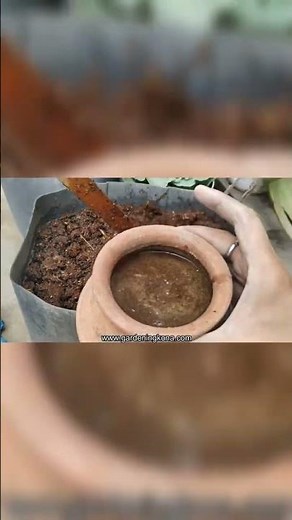 Making Cow Manure Compost Fast - Gardening Kona