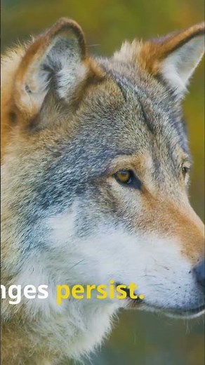 Wolf Comeback: Saving Gray Wolves from Near Extinction!