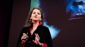 Evolution's gift of play, from bonobo apes to humans