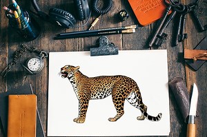 How to Draw a Leopard - Easy Big Cat Drawing Guide