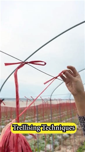 Easy String Trellising Tips : A Step-by-Step Guide #farmingtech