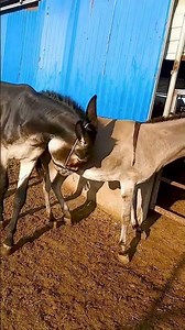 Donkeys live among donkeys and horses 944