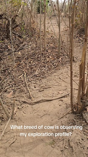 Exploring Cow Breeds in Geology Field Observations
