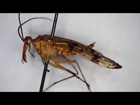 Basics Insect Anatomy: Head, Thorax, and Abdomen