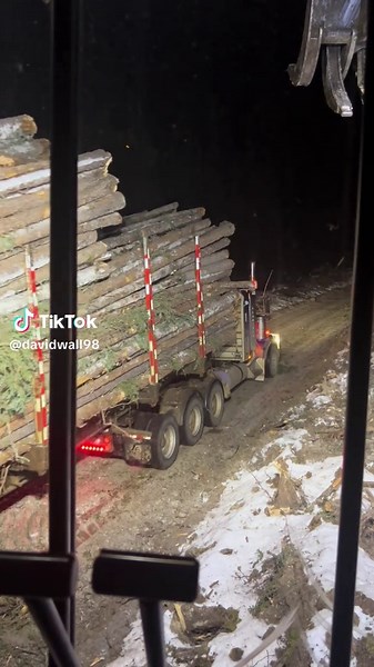 Exploring Tiger Cat Tree Length and Logging Techniques