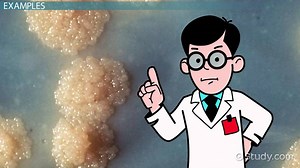 Acid-Fast Bacteria | Overview, Staining & Examples - Video | Study.com