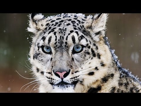 10 Incredible Facts About the Snow Leopard