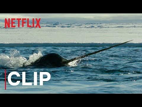 Our Planet | Narwhals | Clip | Netflix