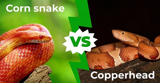 Corn Snake vs Copperhead: 5 Main Differences Explained