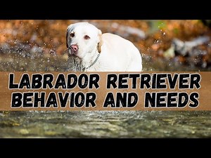 Labrador Retriever 101: The Ultimate Guide to Understanding Your Lab's Behavior and Needs