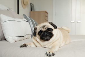 Learn About the Loving and Charming Pug