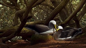 10 years in the making. There is no better time than now for Planet Earth II. Watch episode 1 now on Google Play. | BBC Earth