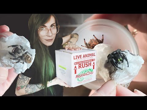 Unboxing 10 *ADORABLE* Velvet & JUMPING SPIDERS! (new breeding pairs)