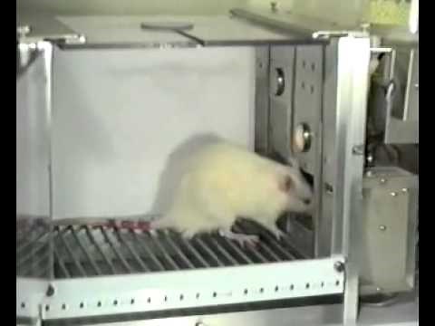 An example of a Skinner Box