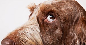 Why Dogs and Humans Love Each Other More Than Anyone Else