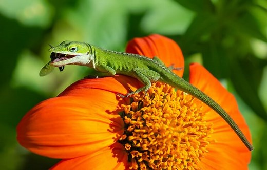 What Do Lizards Eat? Diet In The Wild And As Pets - Everything Reptiles