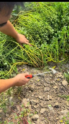 🌱⚙️ Handheld Curved Weeding Hoe Streamlines Leafy Green Harvesting #organicgardening #shorts