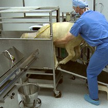 Video: Surgical Technique for the Implantation of Tissue Engineered Vascular Grafts and Subsequent In Vivo Monitoring