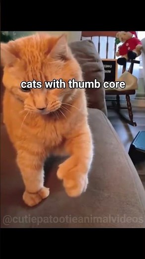 Cats With THUMBS Are Evolving… And It’s Terrifyingly Hilarious 😼🧤 #shorts #animals #cat #funny