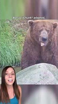 Fattest bear in Alaska has been chosen and he's huge 👀 #shorts