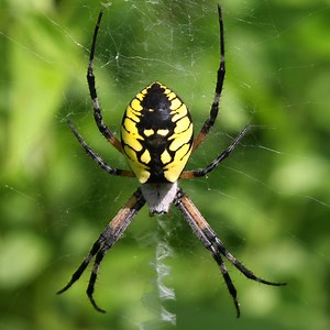 27 Most Common SPIDERS in New Jersey! (ID Guide)