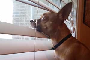Best Window Blinds for Dogs in 2025 & How to Prevent Chewing