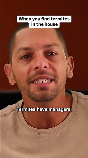 A termite deep dive becomes obsession.