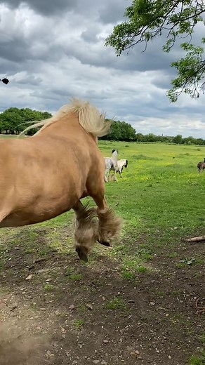 Just a normal day at the yard stallion