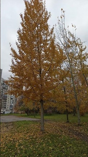 Xiaomi Redmi Note 8 Pro - 64MP Photo Test