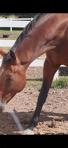Say hello to happy hens and hassle-free coop days! ​​ Fly Predators® are the perfect solution to reducing flies around ALL your animals. ​​ The solution for chickens, bunnies, goats, pigs, cattle, and horses!​ ​ Fly control on your farm is just a sprinkle away! ​💪🦟​ ​ Start here: https://bit.ly/49WGk73 | Spalding Labs