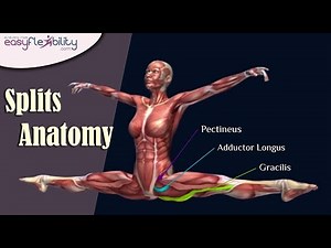 Side Split Anatomy