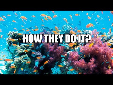 How do fish reproduce? Explained
