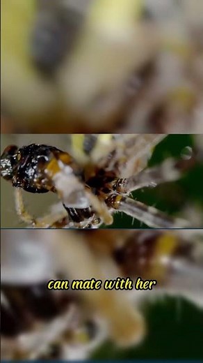 Why do female spiders eat male spiders after mating?